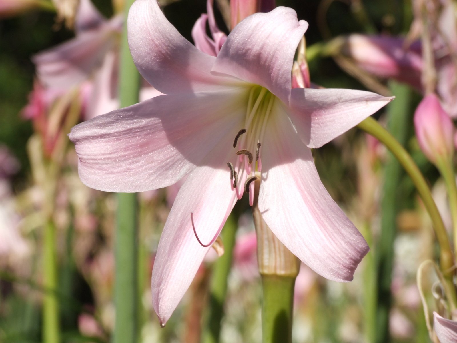 a close up of flowers in a flower garden