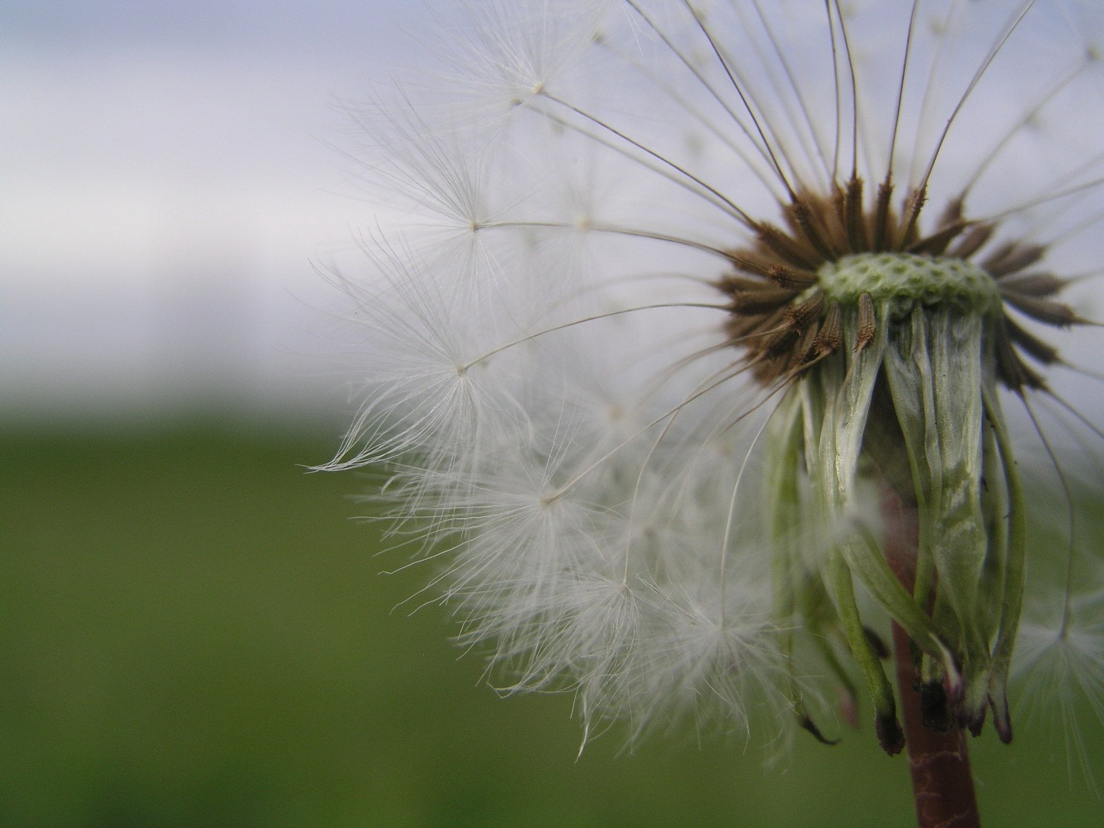 a dandelion in a field with lots of seed