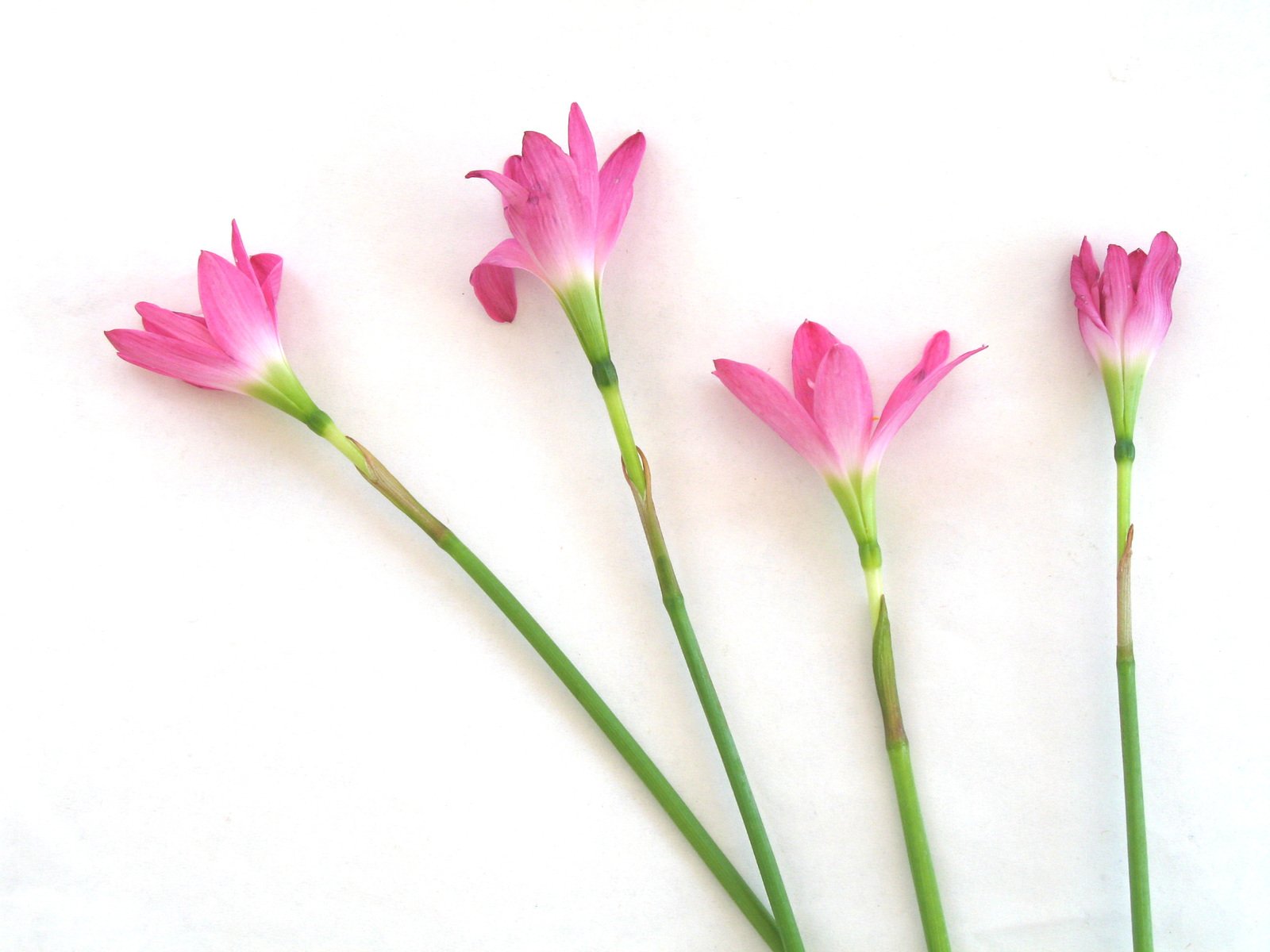 three pink flowers sit next to each other