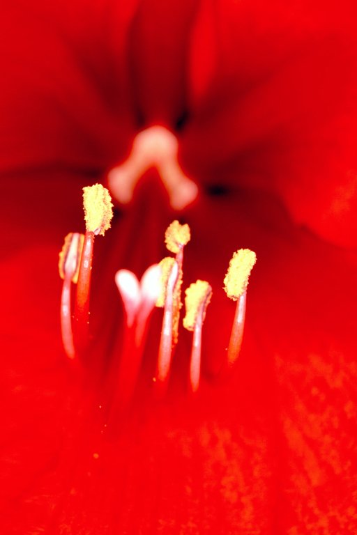 closeup view of red flower with yellow stamen