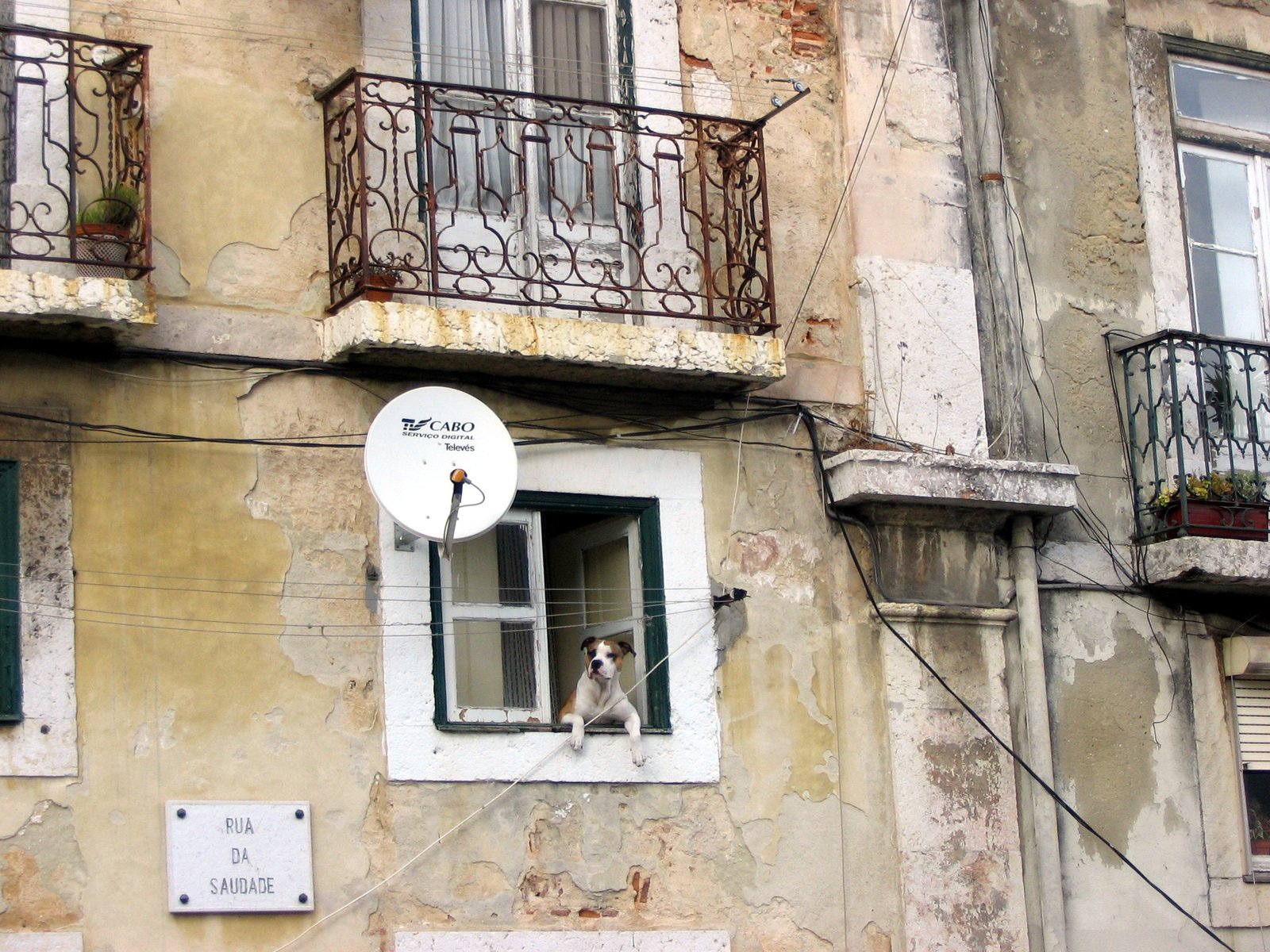 two dogs looking out an open window from inside the building