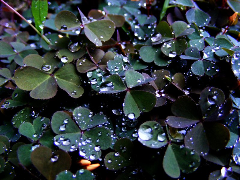 several green leaves with water drops on them