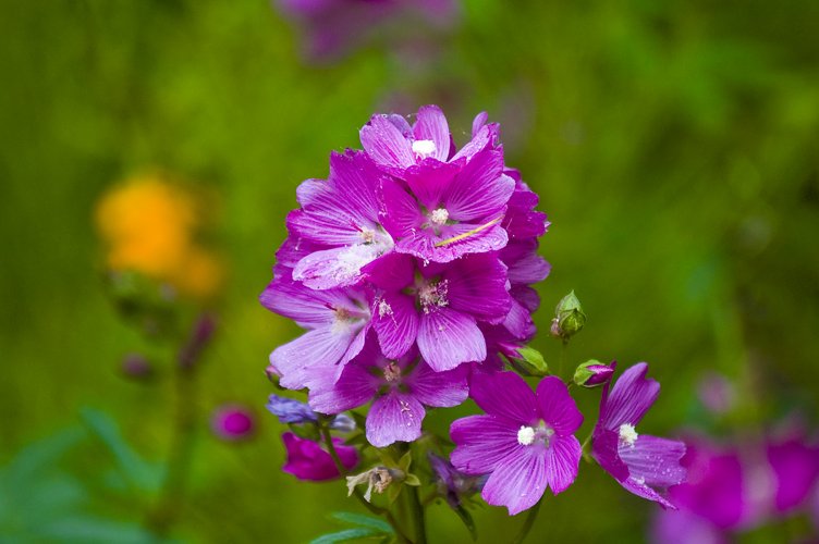 purple flowers grow close together in the green grass