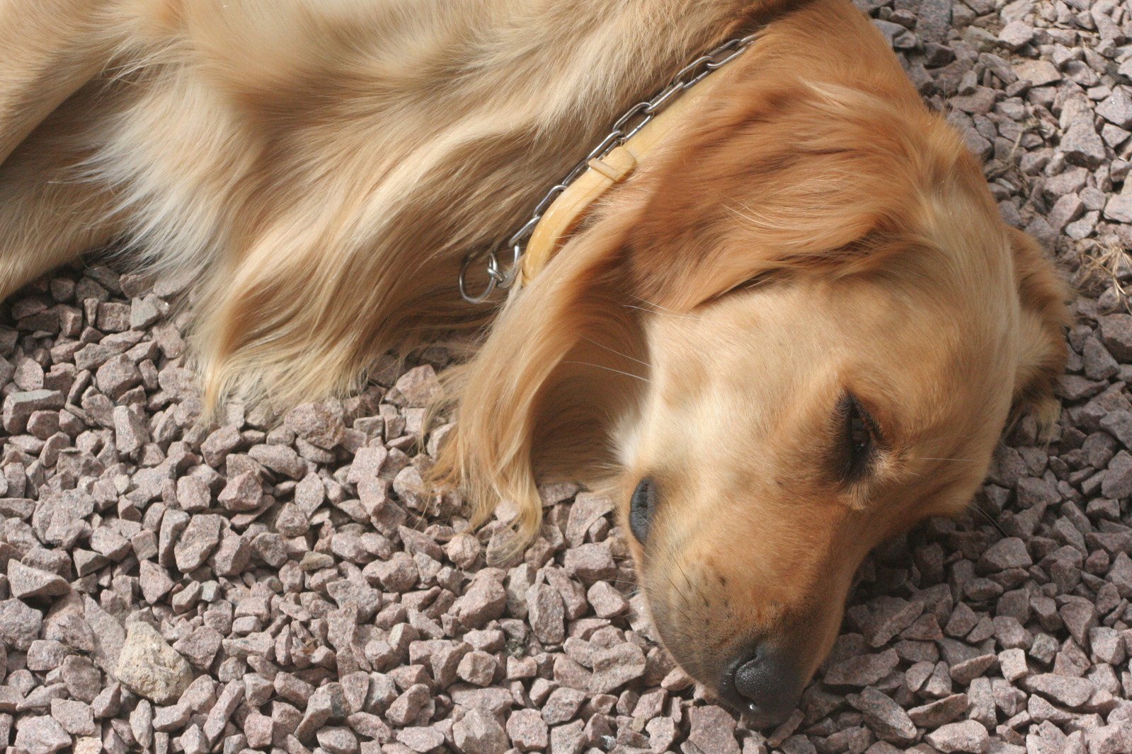 a golden retriever lays down with its eyes closed