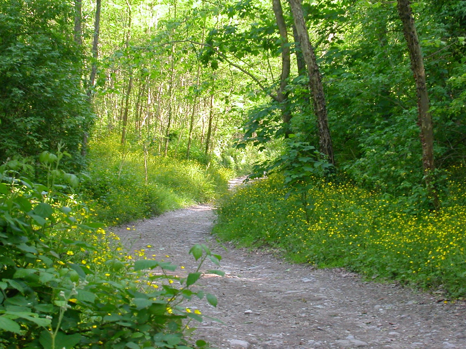 a small dirt path through a wooded area