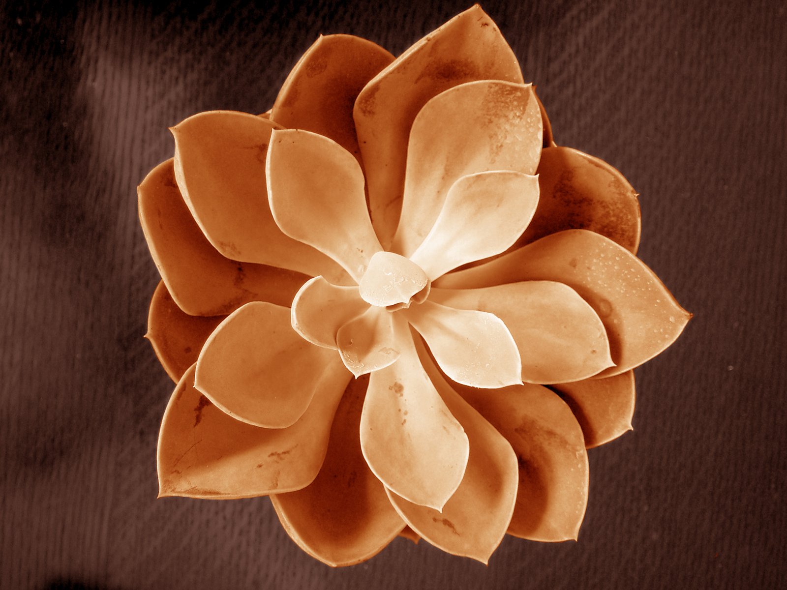 a flower is shown on an abstract brown background