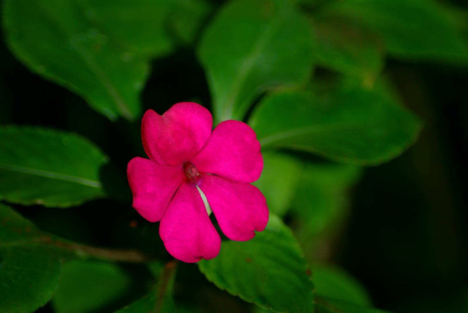 the bright pink flower is on the nch of a tree