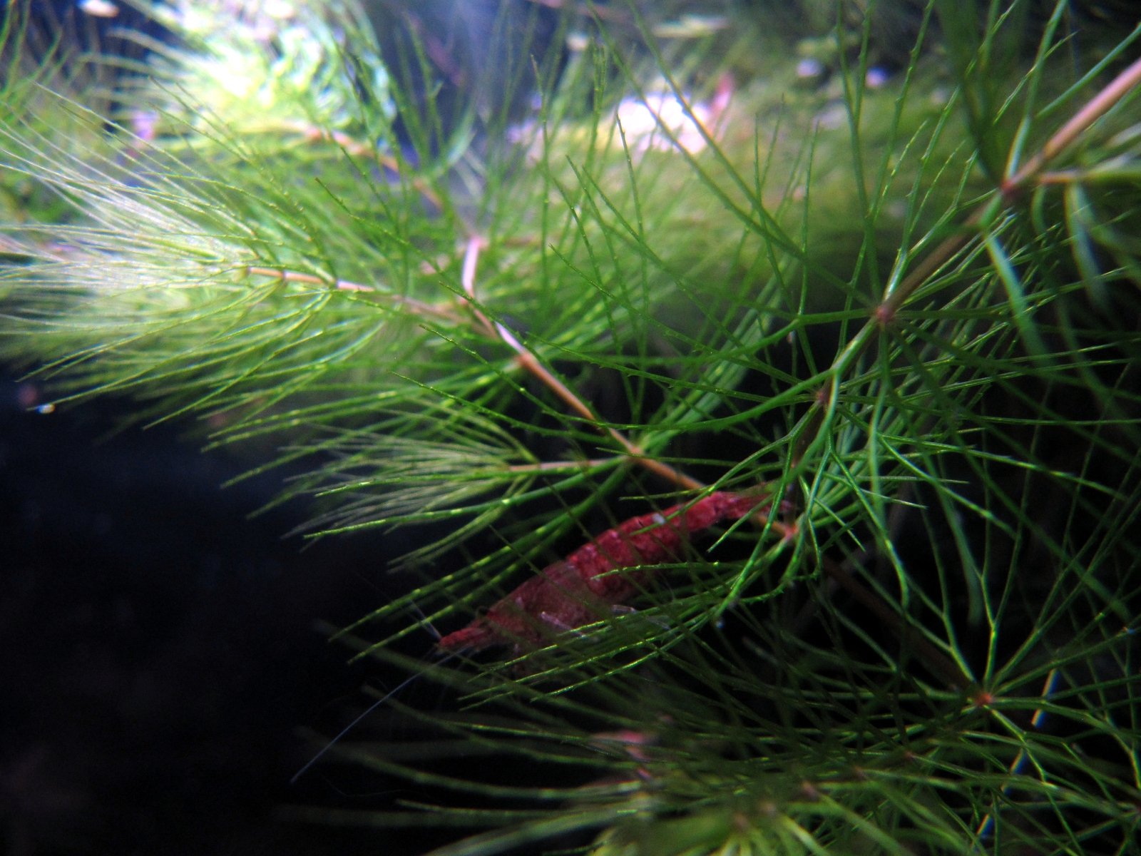 a close up of a pine nch with small red creature