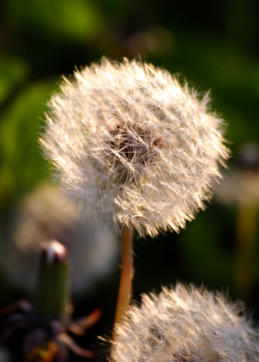 a dandelion is shown close to the ground