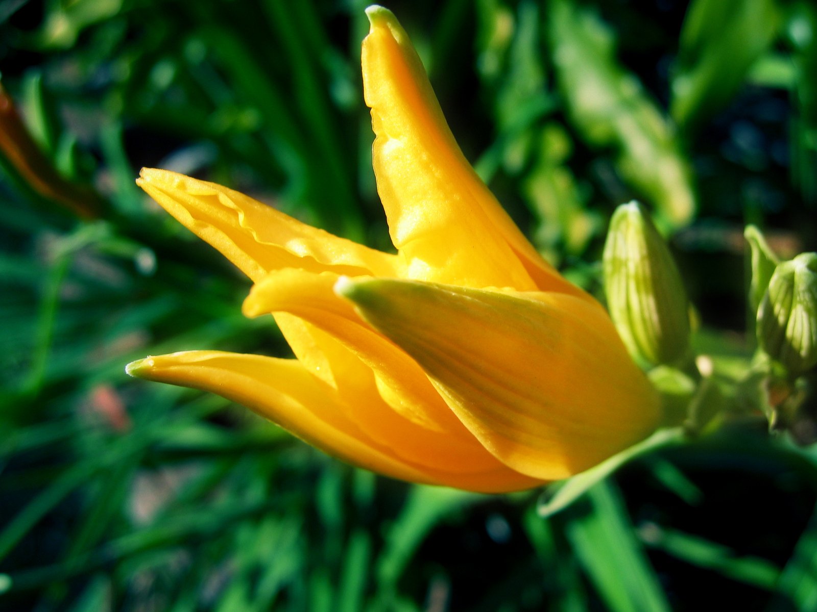 a yellow flower with leaves on a sunny day