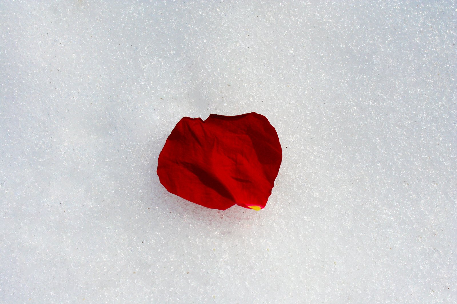 red object lies on snow with white background