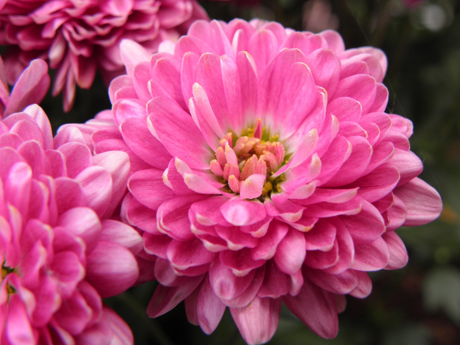 a pink flower is seen in this pograph
