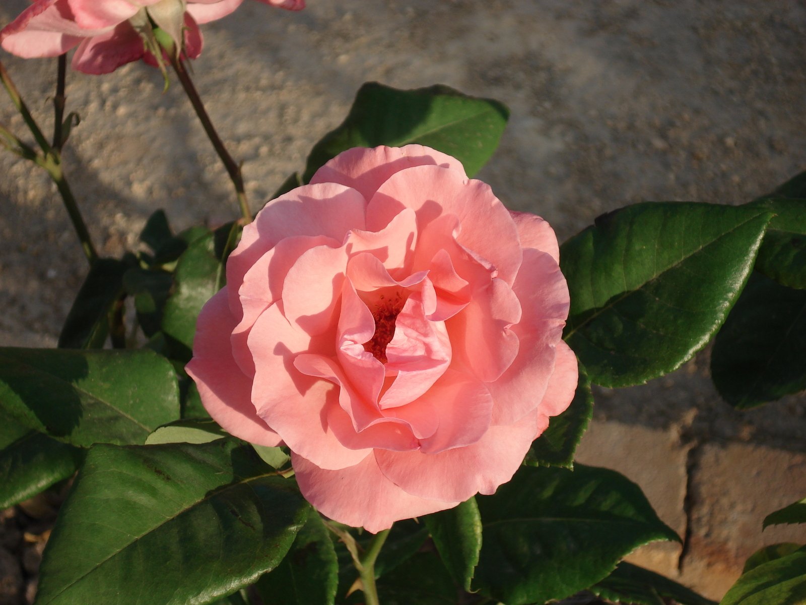 a pink rose blooms on a green plant in the sunshine