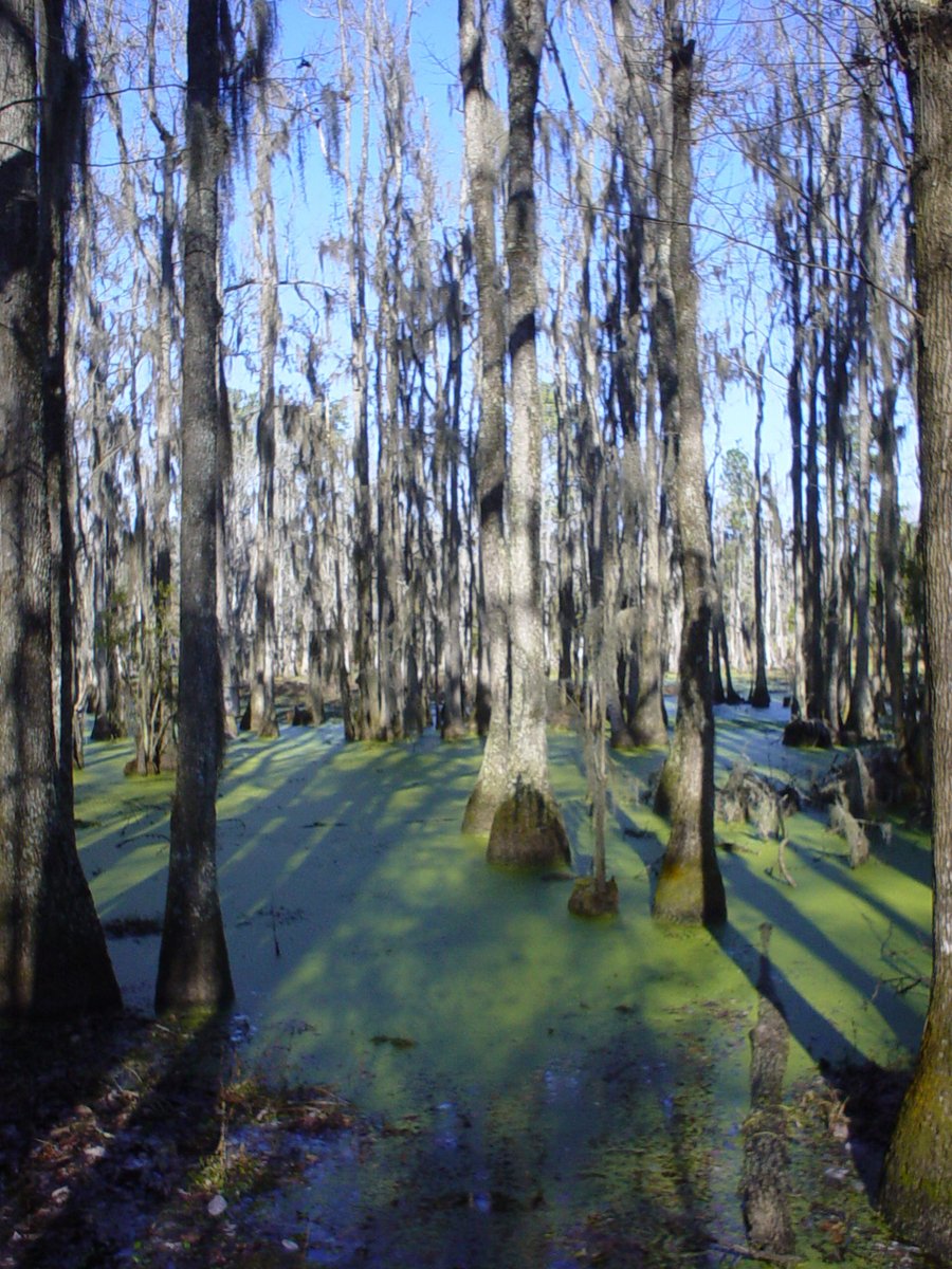 some water trees water and dirt in the sunlight