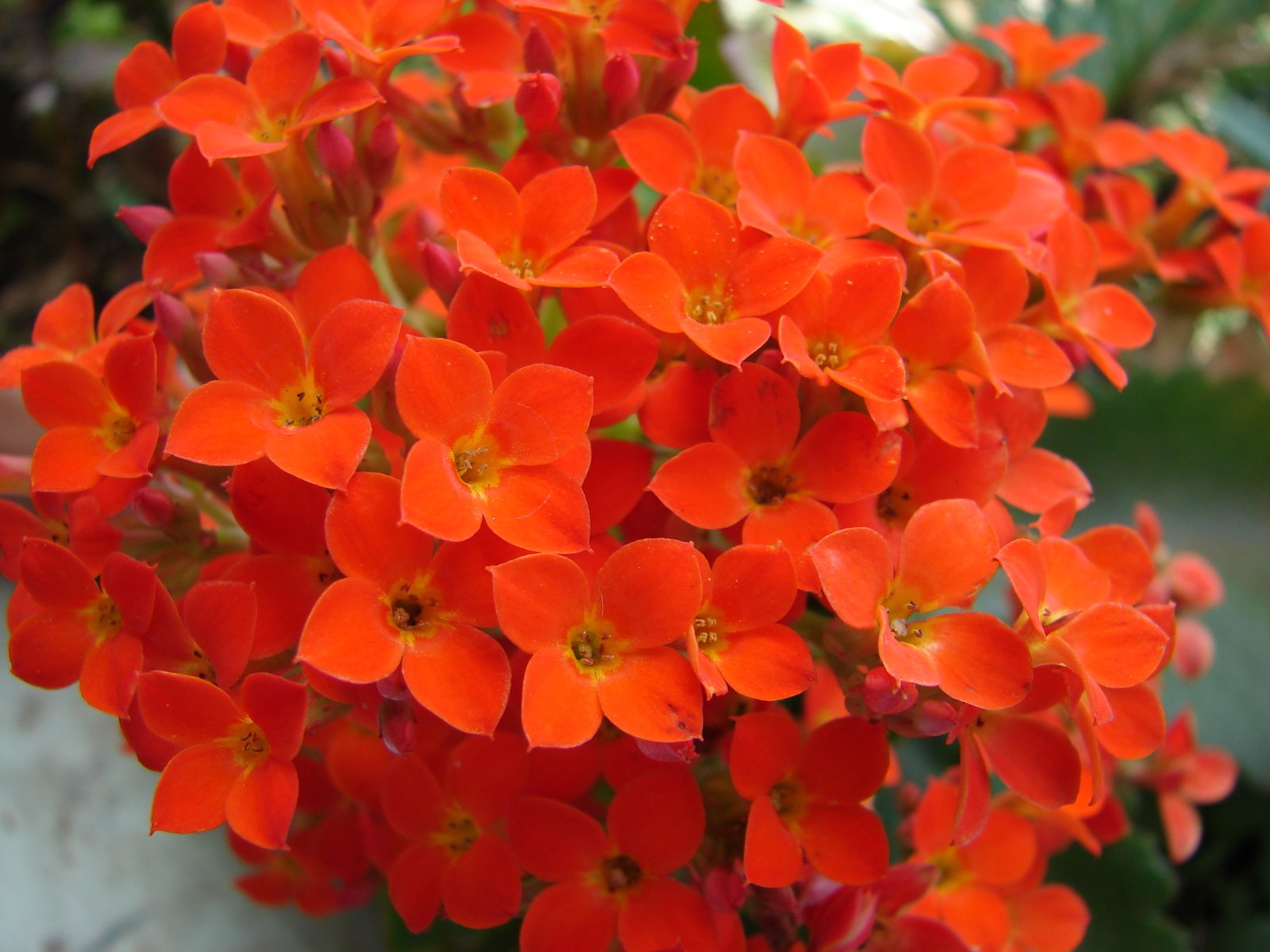 an image of the flower in a plant