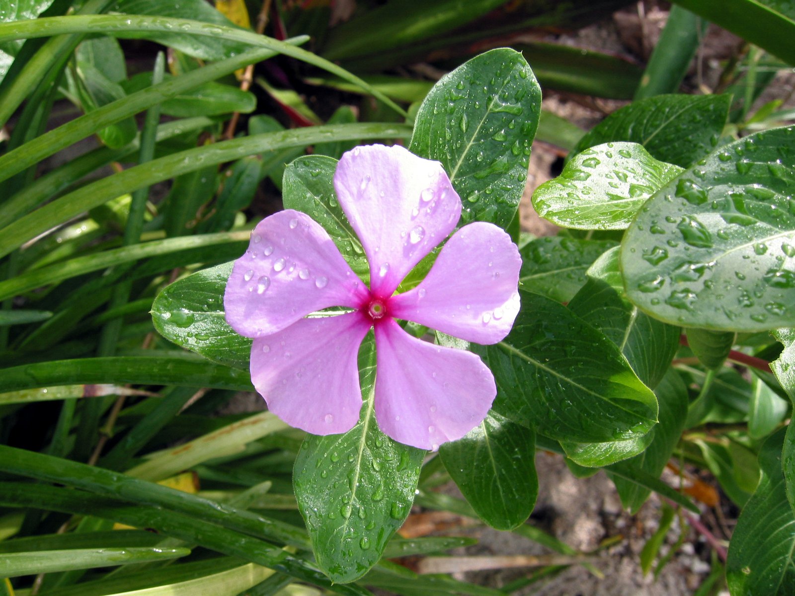 close up of a flower with drops of water on its petals