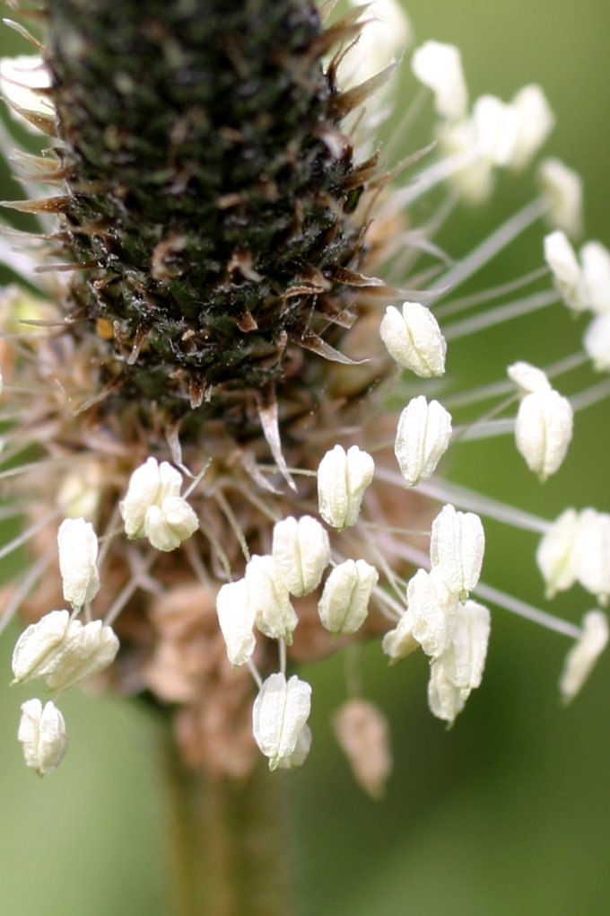 the tiny flowers are near the stems of the flower head