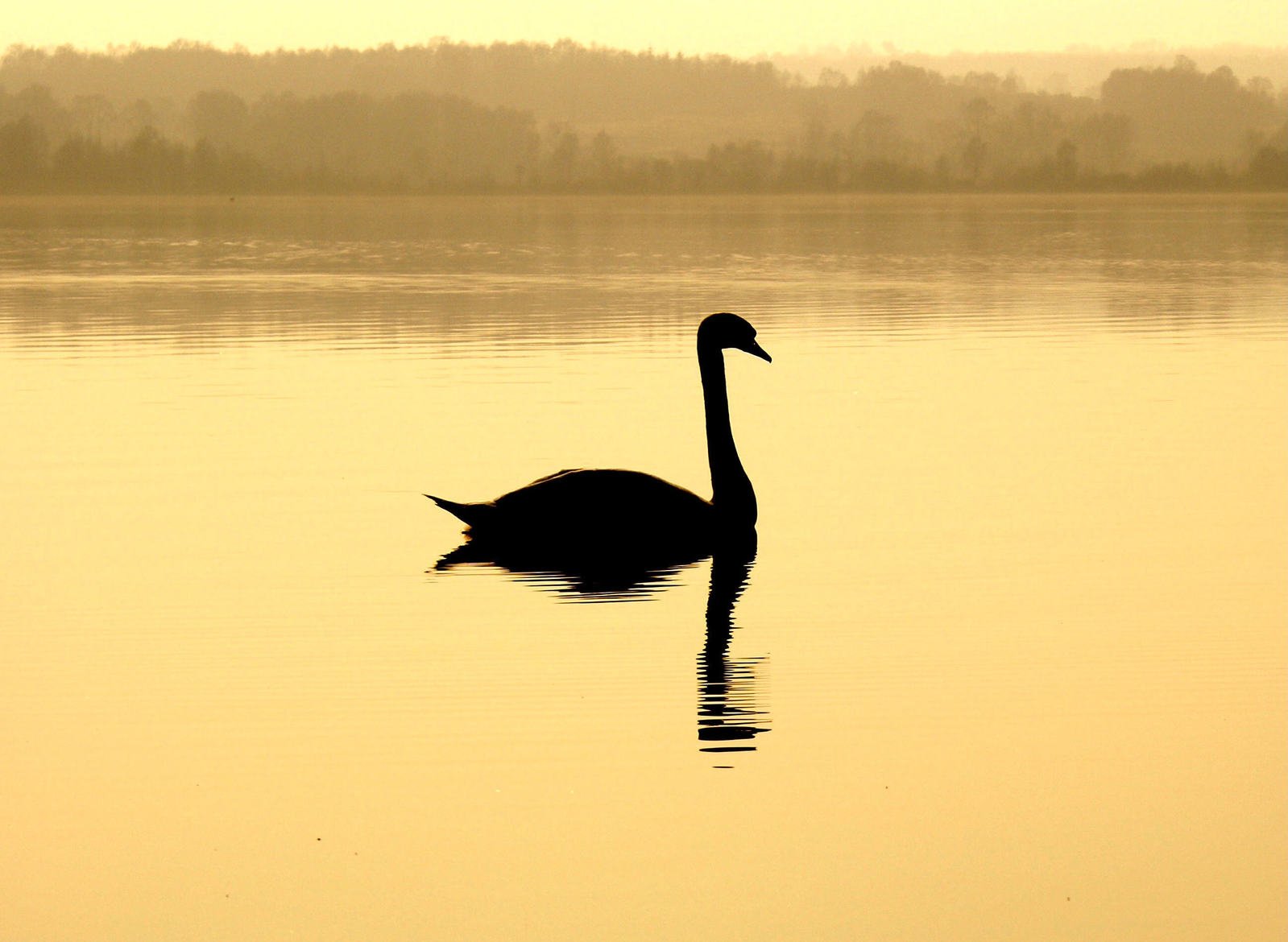 a silhouette of a bird in water with a yellow light