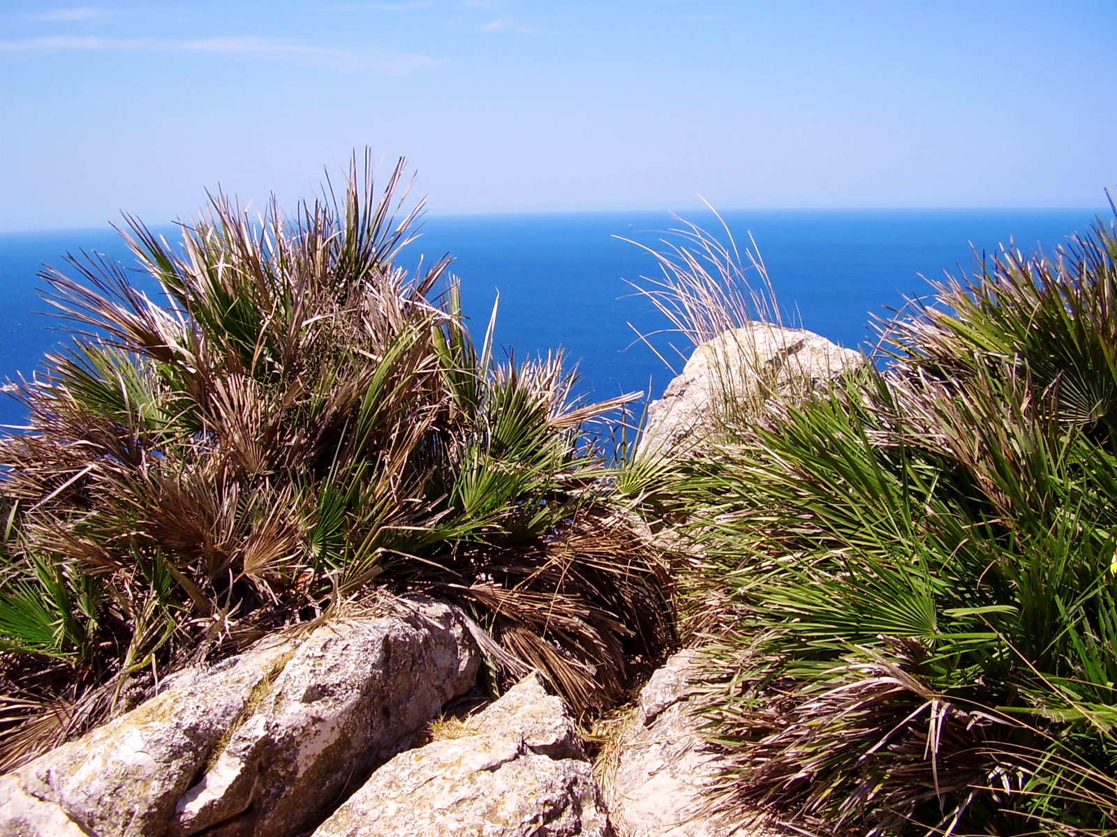 there is some vegetation growing on rocks by the ocean