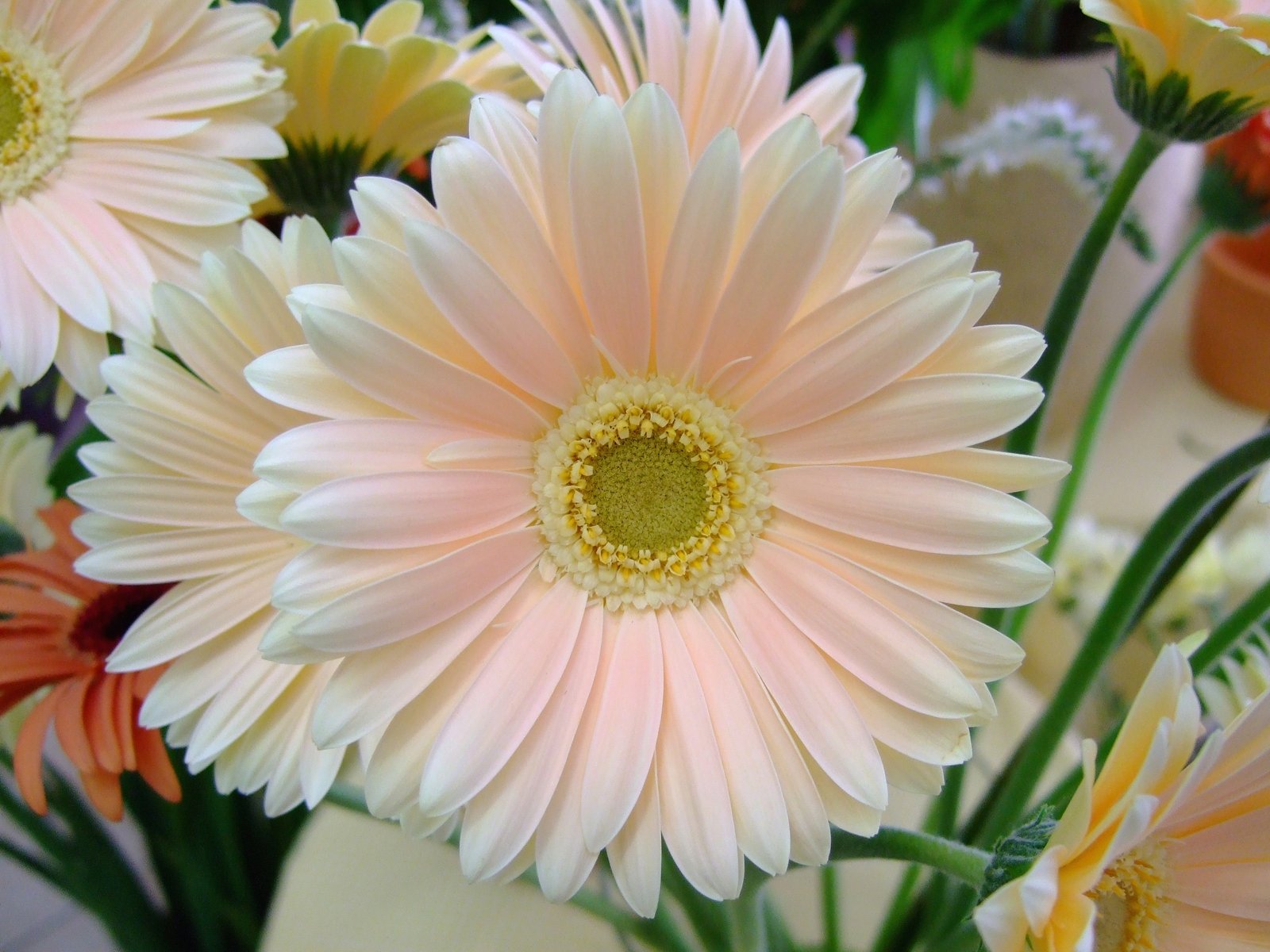 a vase filled with pink and white daisies