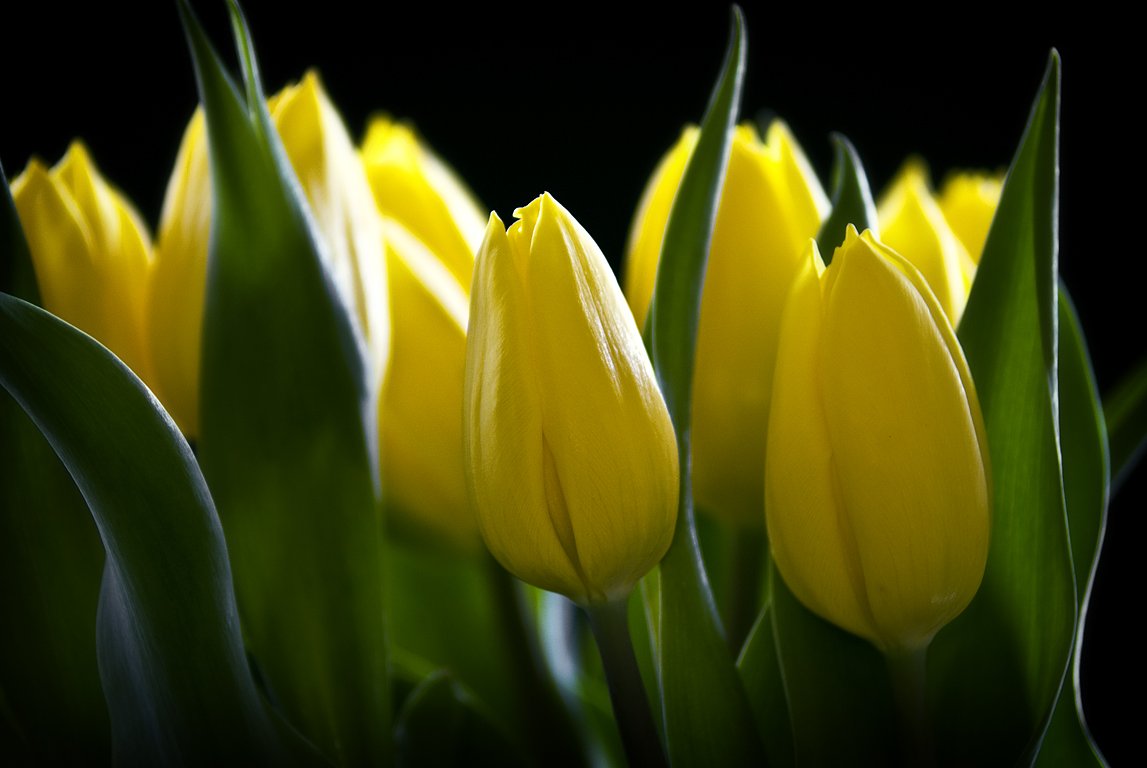 several yellow tulips that are still in their bloom