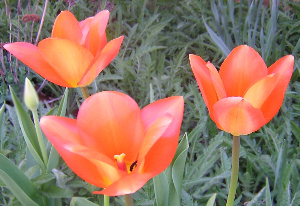 several orange flowers growing from the ground