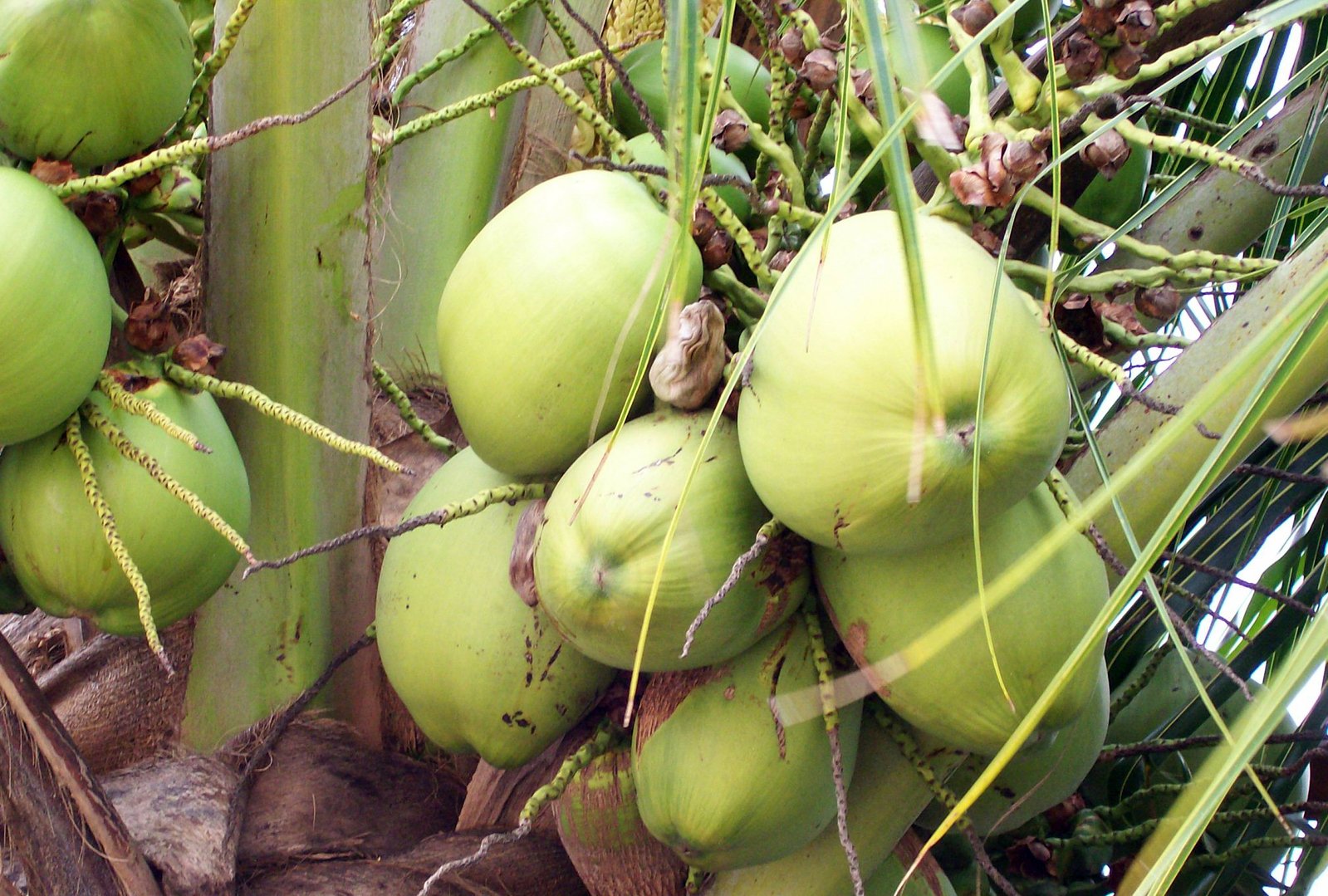 a close up of coconuts on the vine of a tree