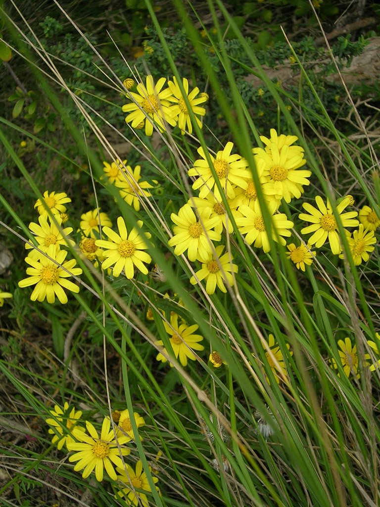 yellow flowers sitting in the middle of tall grass