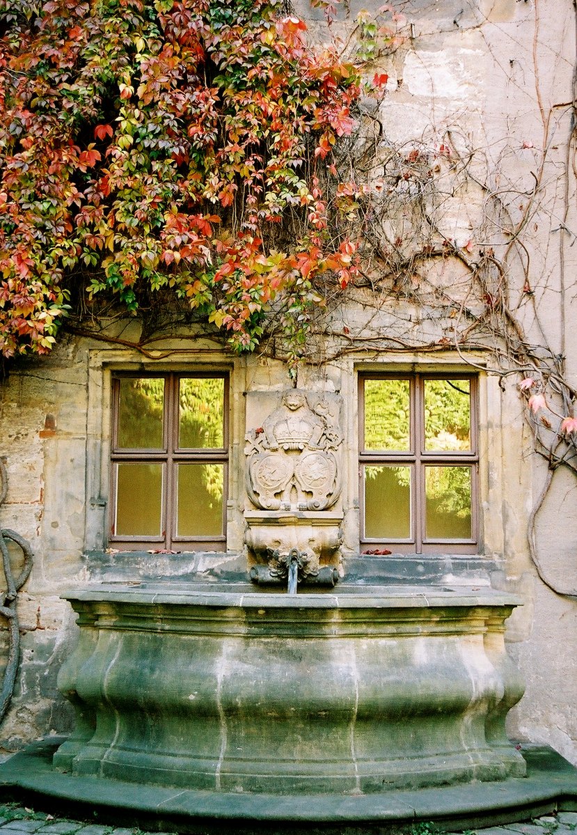 the windows of this old building are covered in ivy