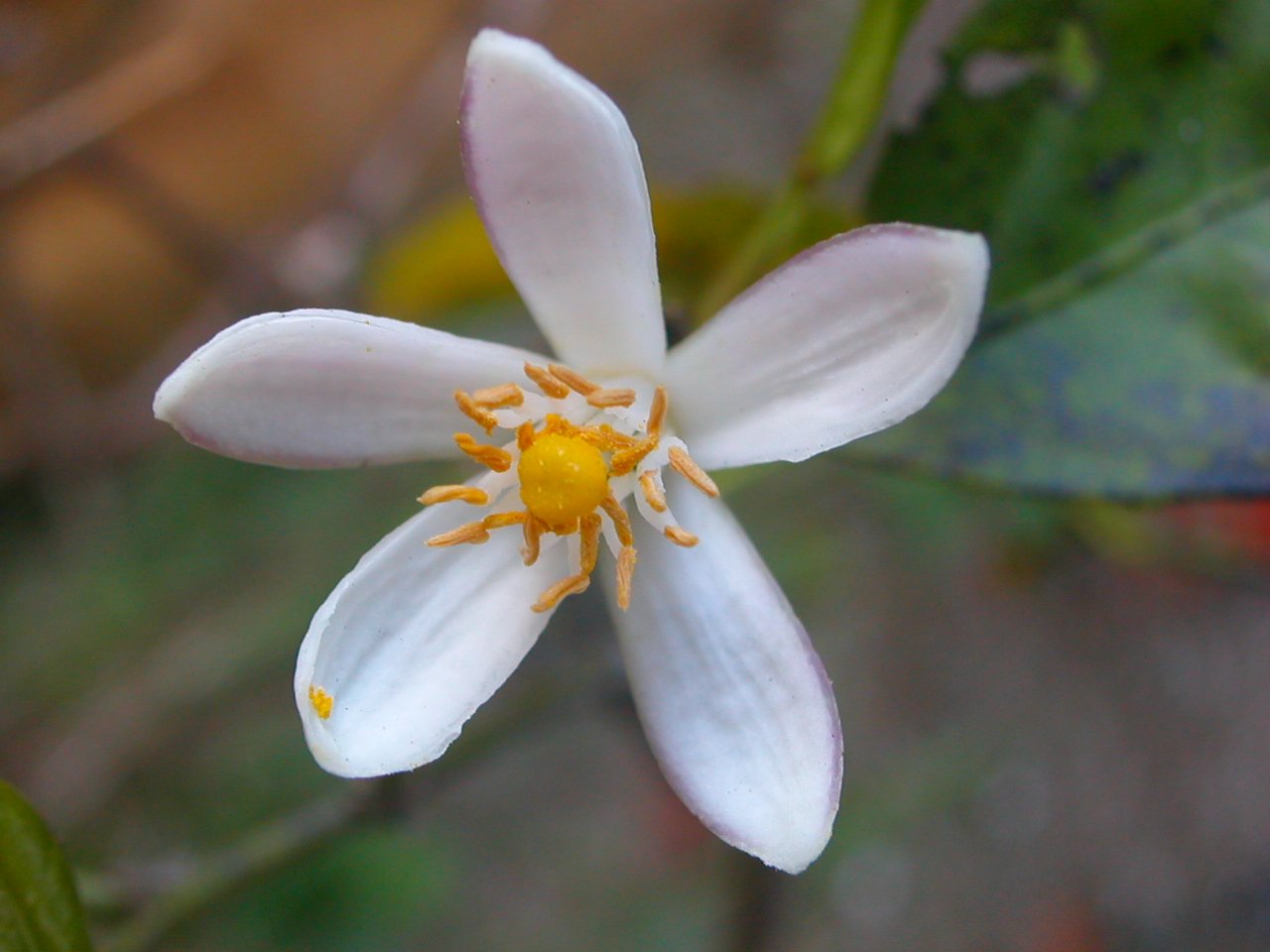 close up of an open white flower on a plant