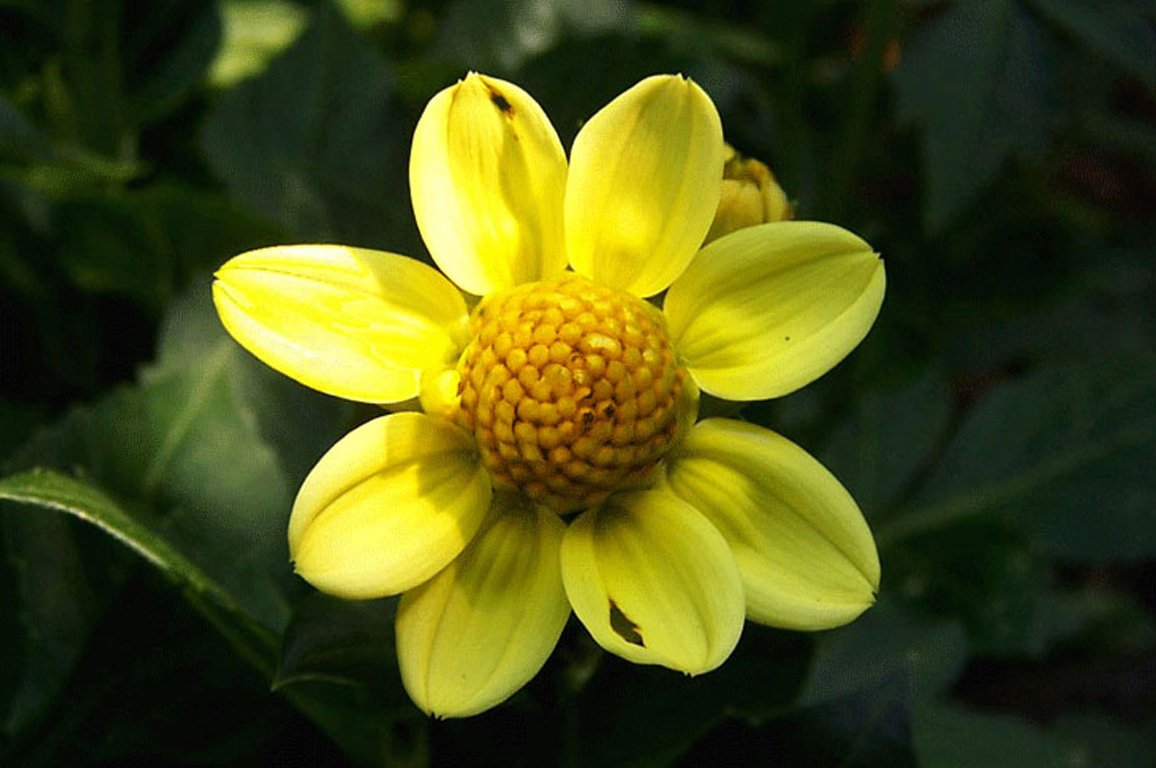 a yellow flower with very pretty yellow petals