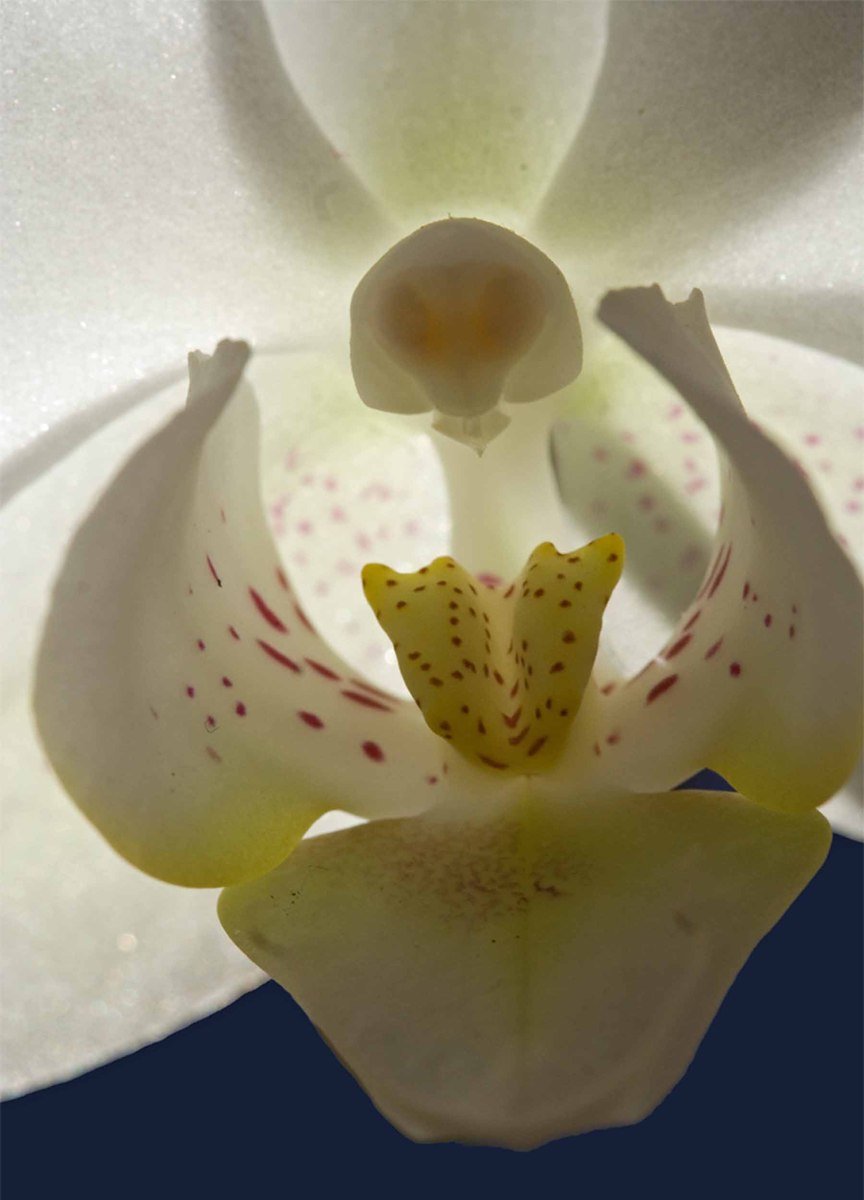 a flower with very little red dots inside of it