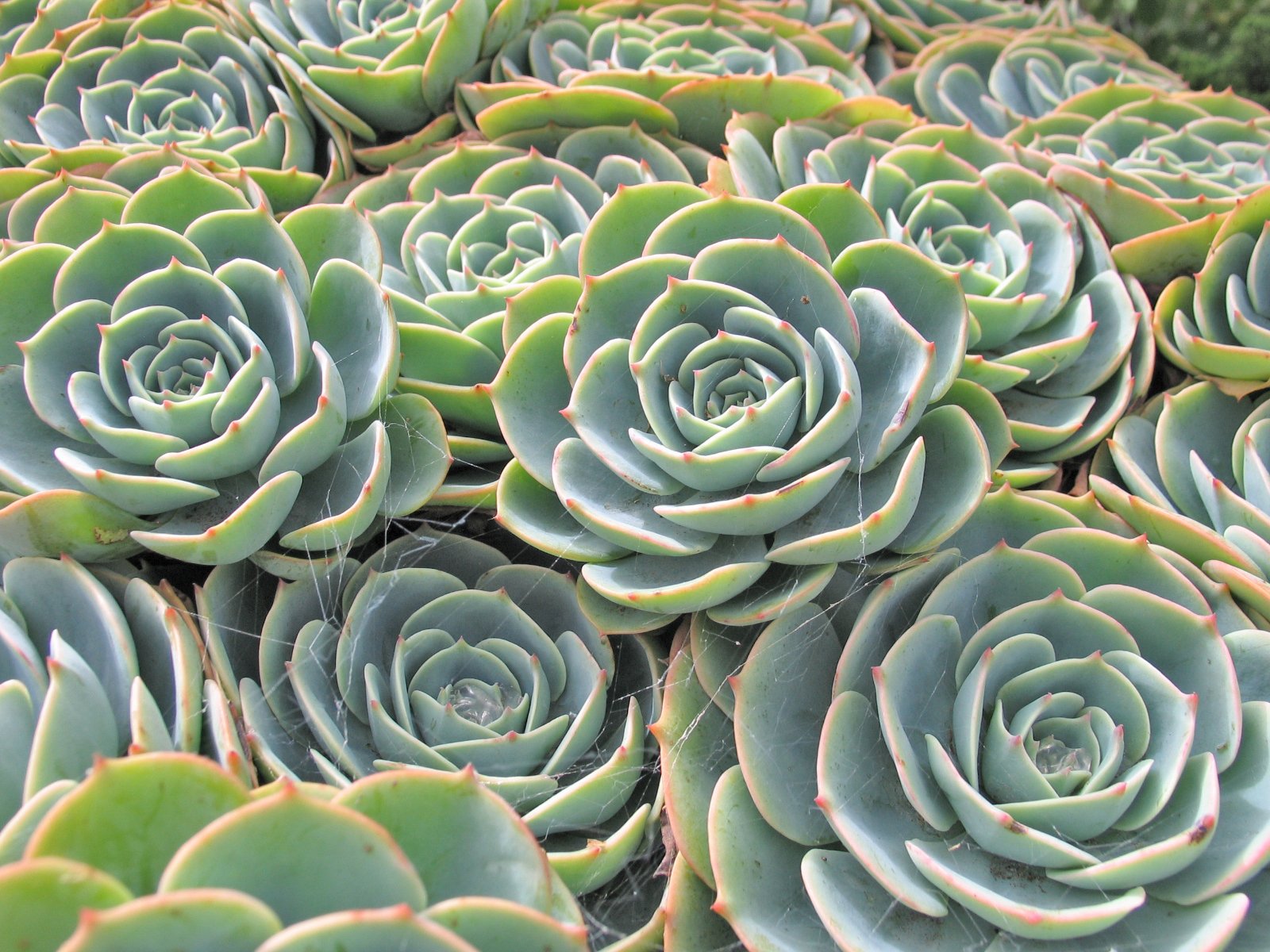 large group of green and white flowers in the plant