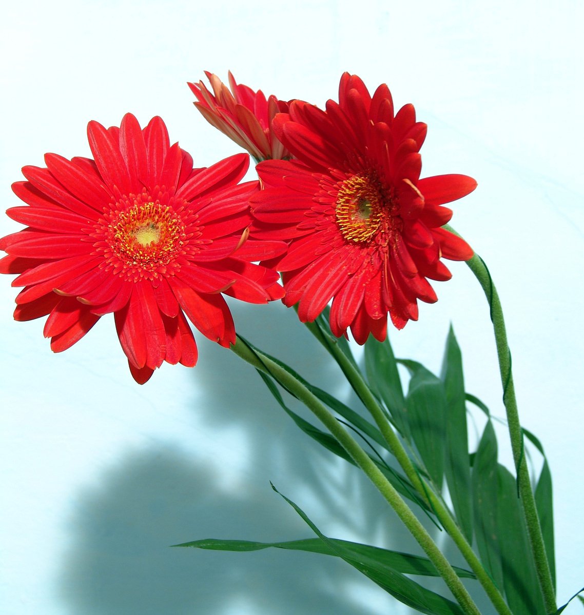 two large red flowers on top of green stems