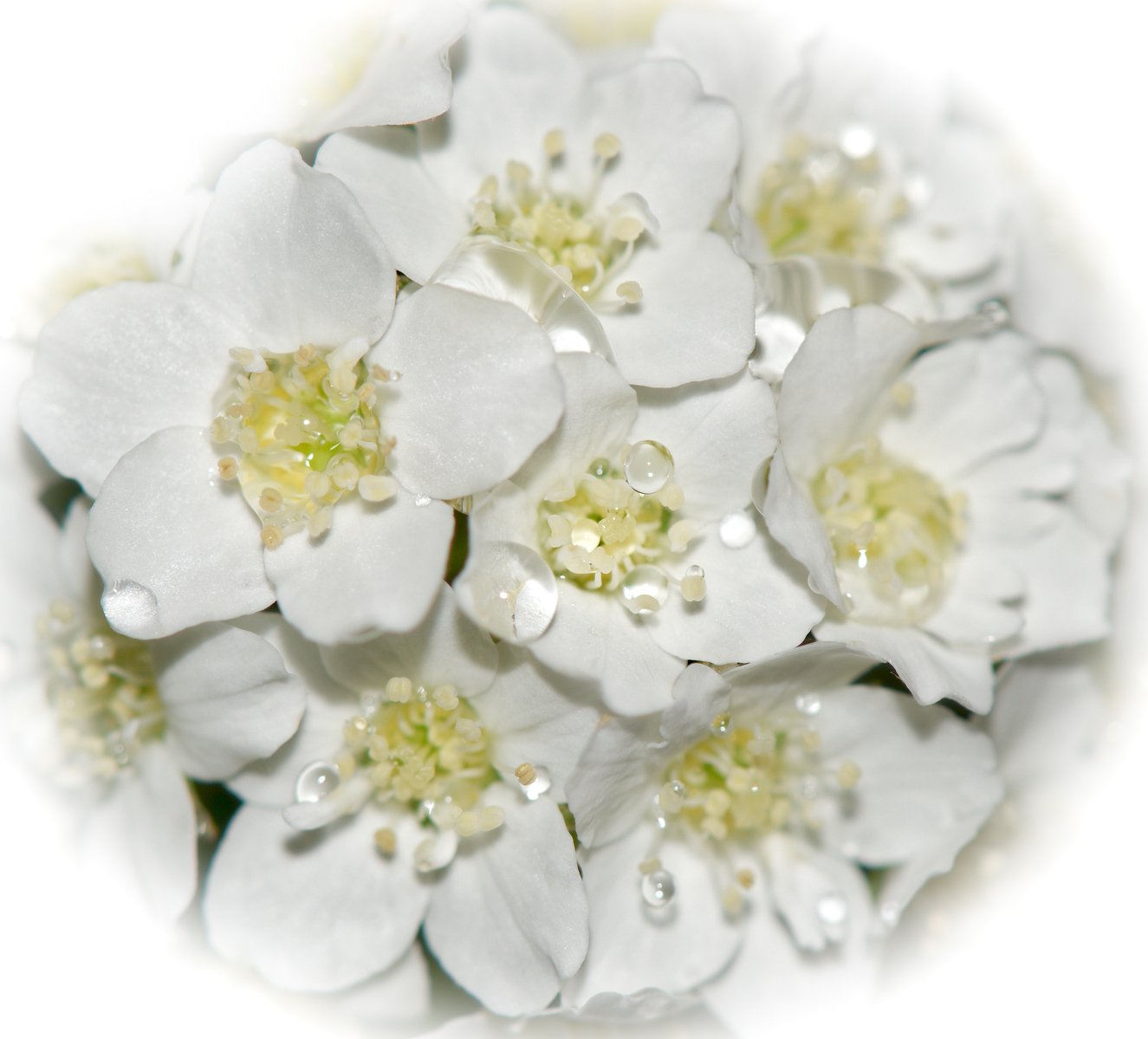 a bouquet of white flowers with water droplets