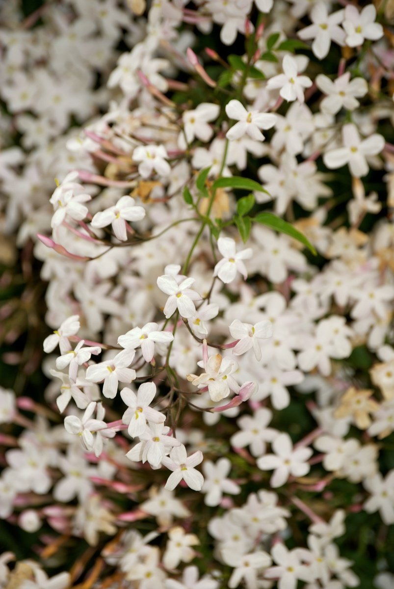 some white flowers are blooming on this beautiful day