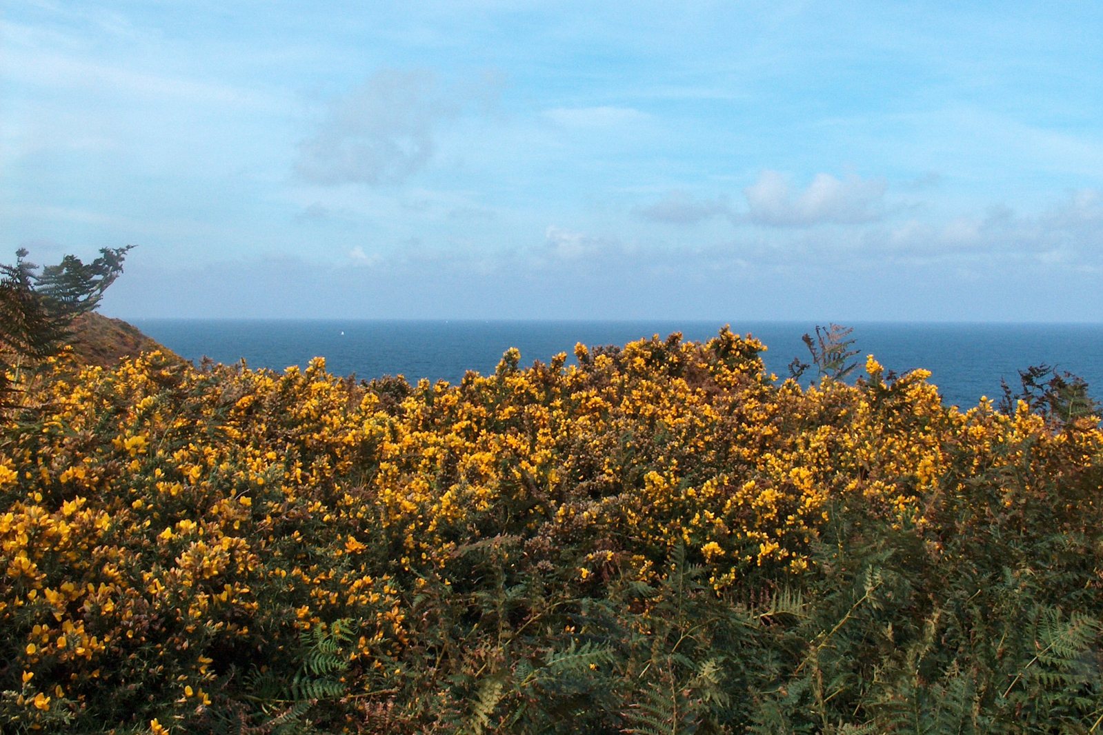 some bushes and trees with the ocean in the background