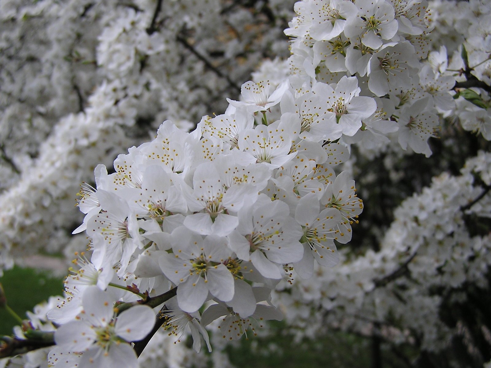 white flowers bloom on trees with green leaves