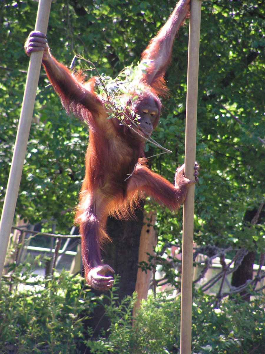 an oranguel hangs from a wooden pole