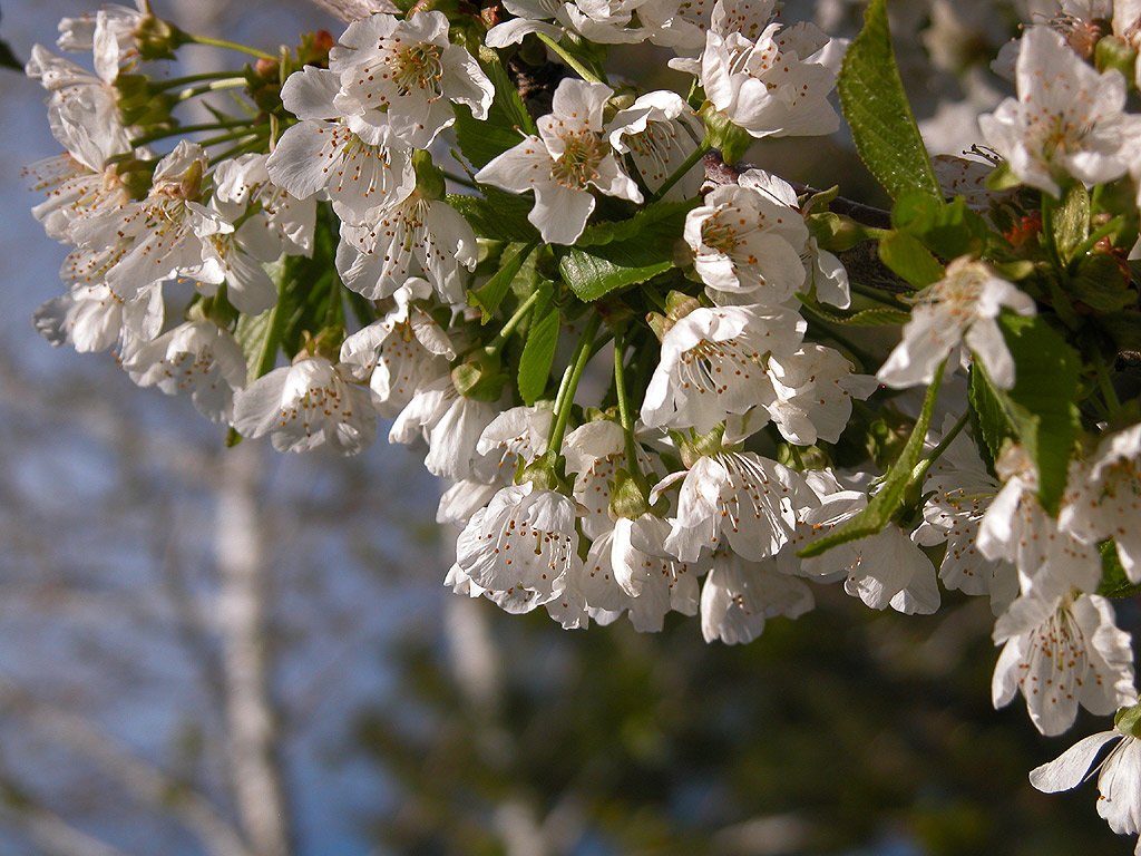 a bunch of white blossoms on a tree