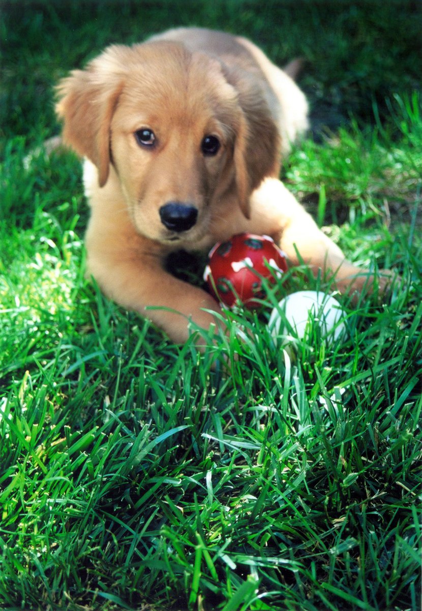 a puppy sits in the grass and holds a ball