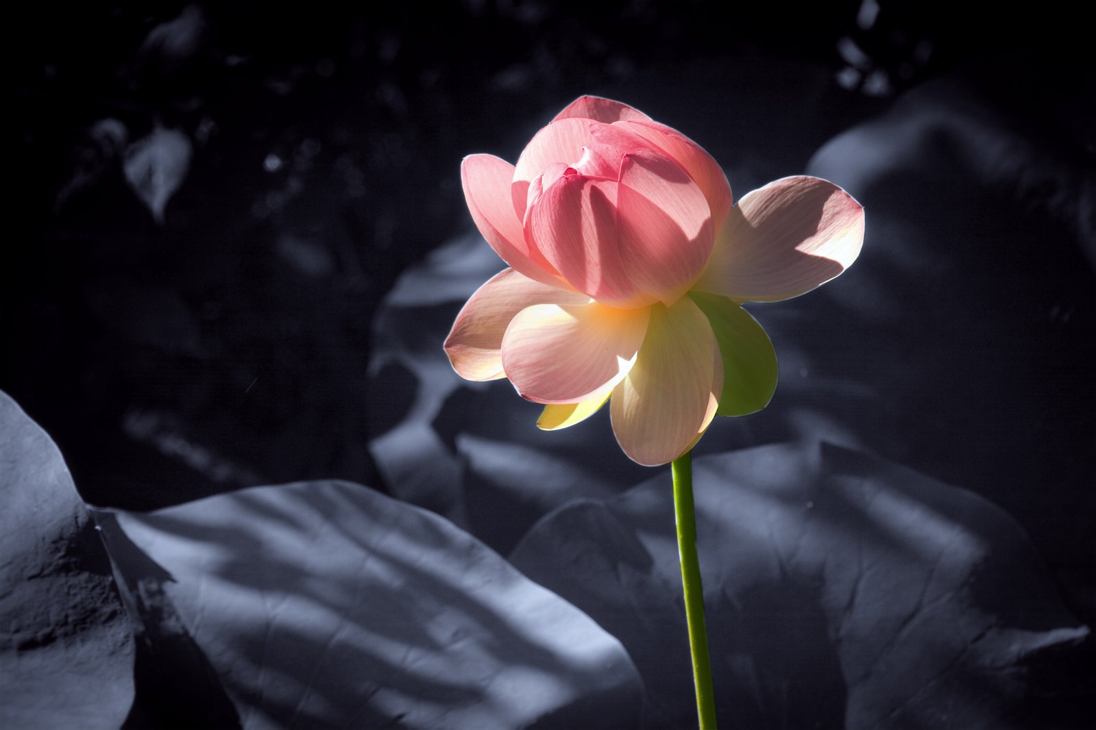 a pink lotus flower is shown on black background