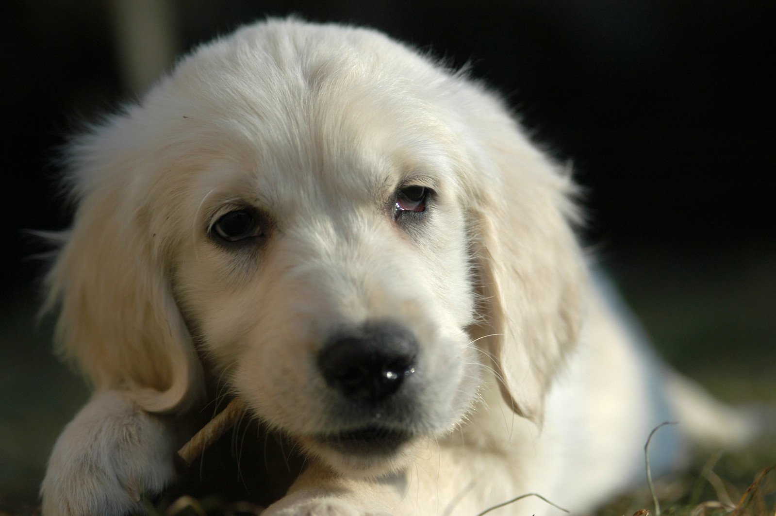 a white dog laying in a field of grass