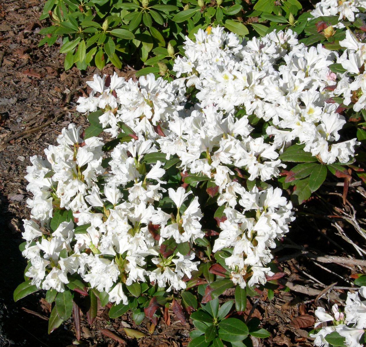 white flowers are blooming in the ground near some grass