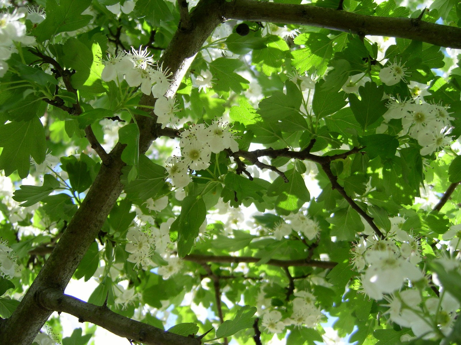 some white flowers on a tree nch by the sun