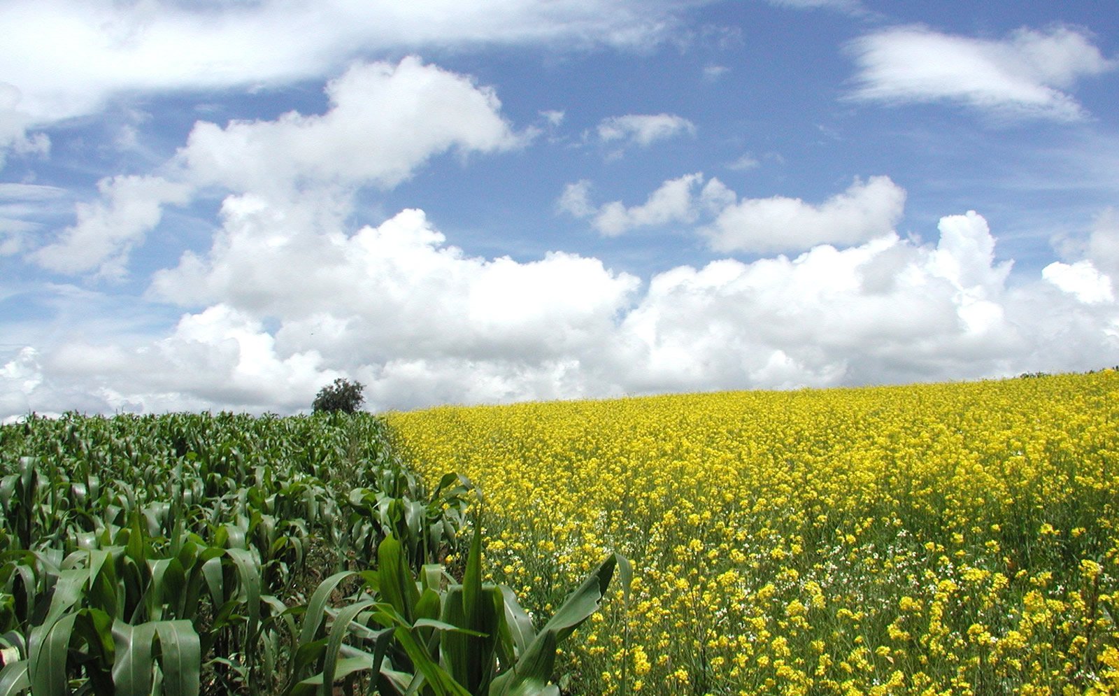 corn field in the foreground with a few clouds and blue sky