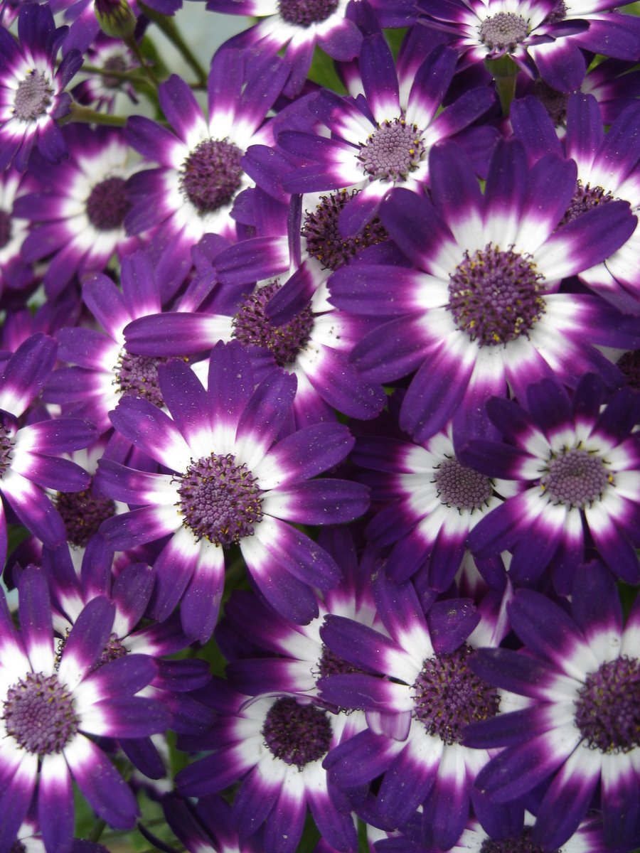 some purple and white flowers are growing together