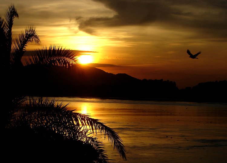 a bird flying over a body of water with a sunset in the background