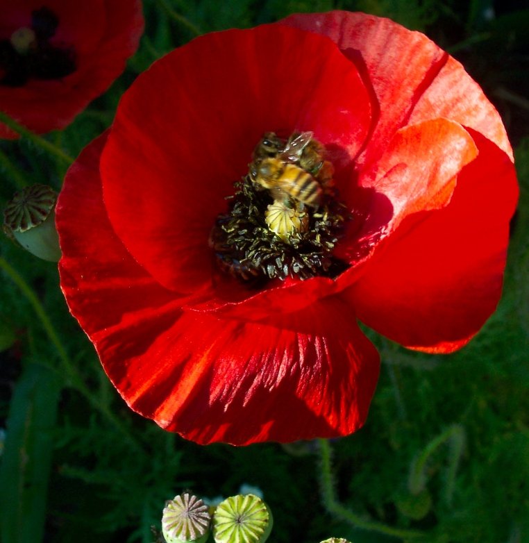 a bee on a red flower with other yellow flowers