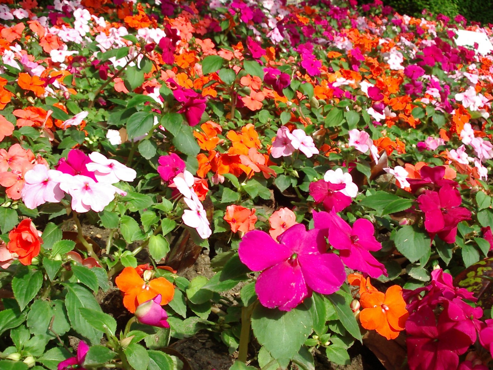 the plants are all colorfully arranged in the field